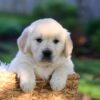Image of Jasper, a Golden Retriever puppy
