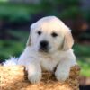 Image of Jasper, a Golden Retriever puppy