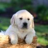Image of Jasper, a Golden Retriever puppy