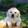 Image of Jasper, a Golden Retriever puppy