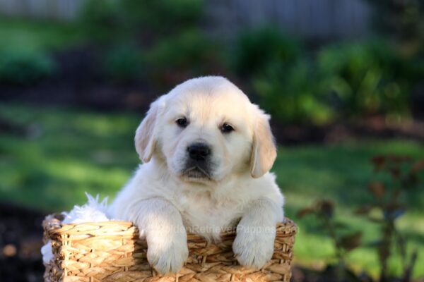 Image of Jasper, a Golden Retriever puppy