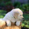 Image of Jasper, a Golden Retriever puppy