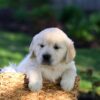 Image of Jasper, a Golden Retriever puppy