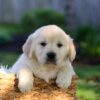 Image of Jasper, a Golden Retriever puppy
