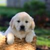 Image of Jasper, a Golden Retriever puppy