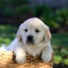 Image of Jasper, a Golden Retriever puppy
