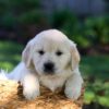 Image of Jasper, a Golden Retriever puppy