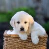 Image of Jenny, a Golden Retriever puppy