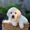 Image of Jenny, a Golden Retriever puppy
