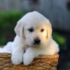 Image of Jenny, a Golden Retriever puppy
