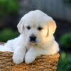 Image of Jenny, a Golden Retriever puppy