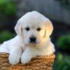Image of Jenny, a Golden Retriever puppy