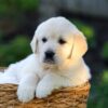 Image of Jenny, a Golden Retriever puppy