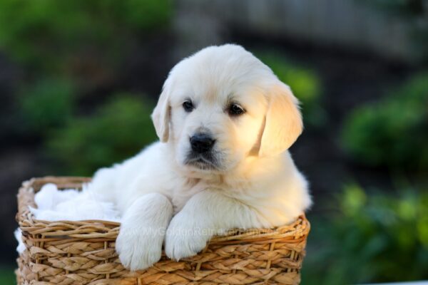 Image of Jenny, a Golden Retriever puppy