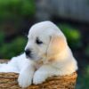 Image of Jenny, a Golden Retriever puppy