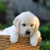 Image of Jenny, a Golden Retriever puppy