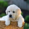 Image of Jenny, a Golden Retriever puppy