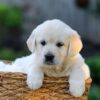 Image of Jenny, a Golden Retriever puppy