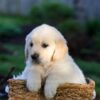 Image of Jensen, a Golden Retriever puppy