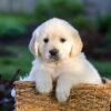 Image of Jensen, a Golden Retriever puppy
