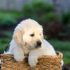 Image of Jensen, a Golden Retriever puppy
