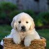 Image of Jensen, a Golden Retriever puppy