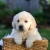 Image of Jensen, a Golden Retriever puppy