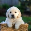 Image of Jensen, a Golden Retriever puppy