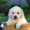 Image of Jensen, a Golden Retriever puppy