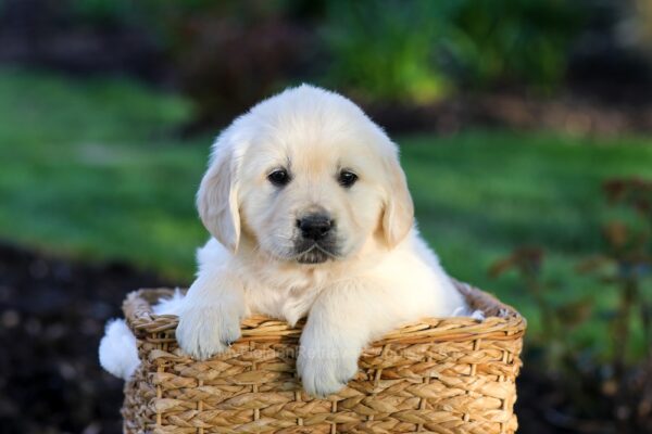 Image of Jensen, a Golden Retriever puppy