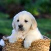 Image of Jensen, a Golden Retriever puppy