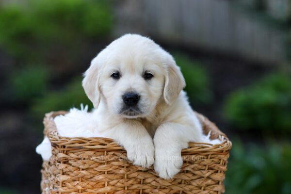Image of Jett, a Golden Retriever puppy