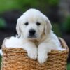 Image of Jett, a Golden Retriever puppy