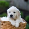 Image of Jett, a Golden Retriever puppy