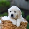 Image of Jett, a Golden Retriever puppy