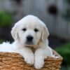 Image of Jett, a Golden Retriever puppy