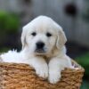 Image of Jett, a Golden Retriever puppy