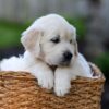 Image of Jett, a Golden Retriever puppy