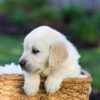 Image of Jonah, a Golden Retriever puppy