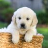 Image of Jonah, a Golden Retriever puppy