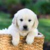 Image of Jonah, a Golden Retriever puppy