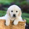 Image of Jonah, a Golden Retriever puppy