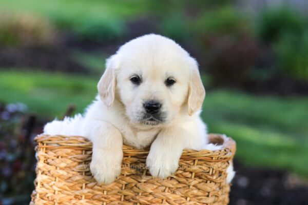 Image of Jonah, a Golden Retriever puppy