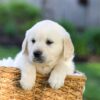 Image of Jonah, a Golden Retriever puppy