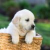 Image of Jonah, a Golden Retriever puppy