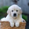 Image of June, a Golden Retriever puppy