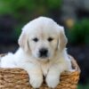 Image of June, a Golden Retriever puppy