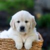 Image of June, a Golden Retriever puppy
