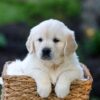Image of June, a Golden Retriever puppy
