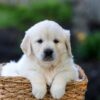 Image of June, a Golden Retriever puppy